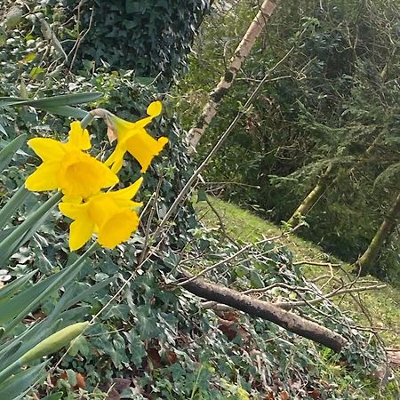Ballyhoura Mountain Lodges Ballyorgan エクステリア 写真