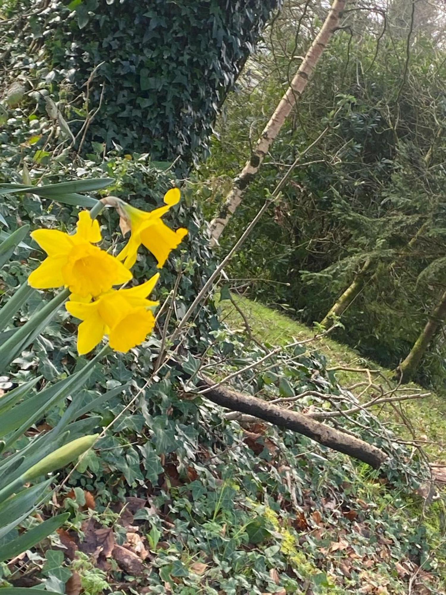 Ballyhoura Mountain Lodges Ballyorgan エクステリア 写真